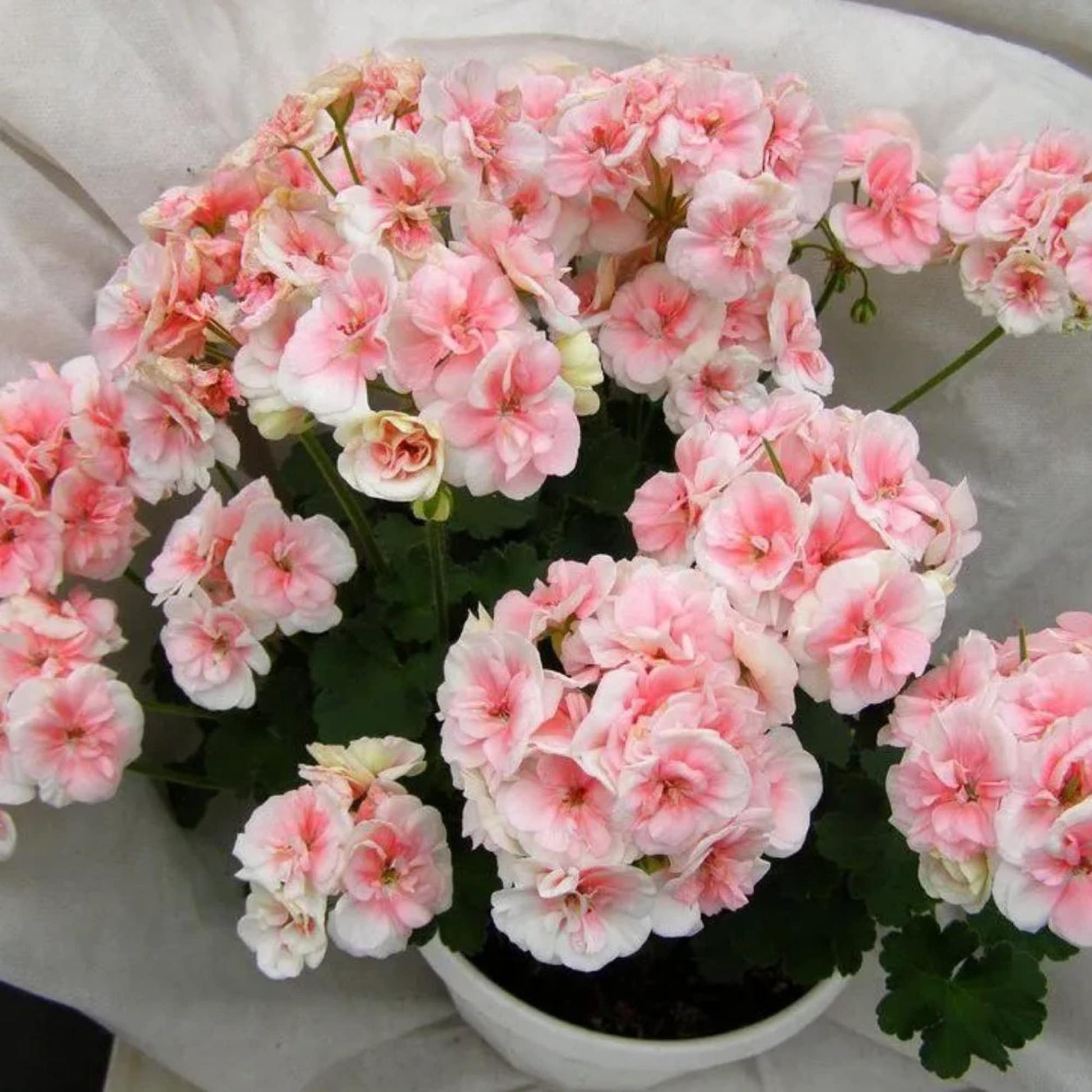 Salmon Queen Geranium  Seeds