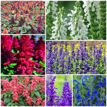 Salvia Seeds - All In One For Home Gardens