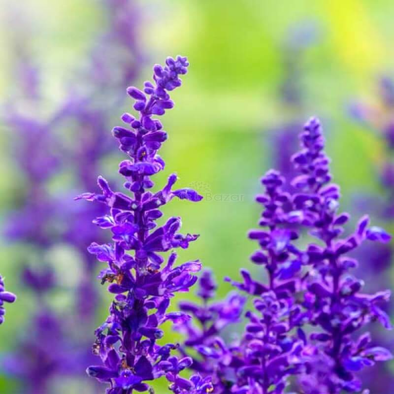 Salvia Seeds - All In One For Home Gardens