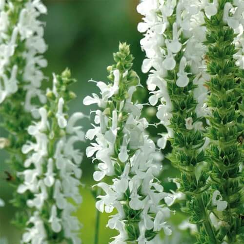 Salvia Seeds - All In One For Home Gardens