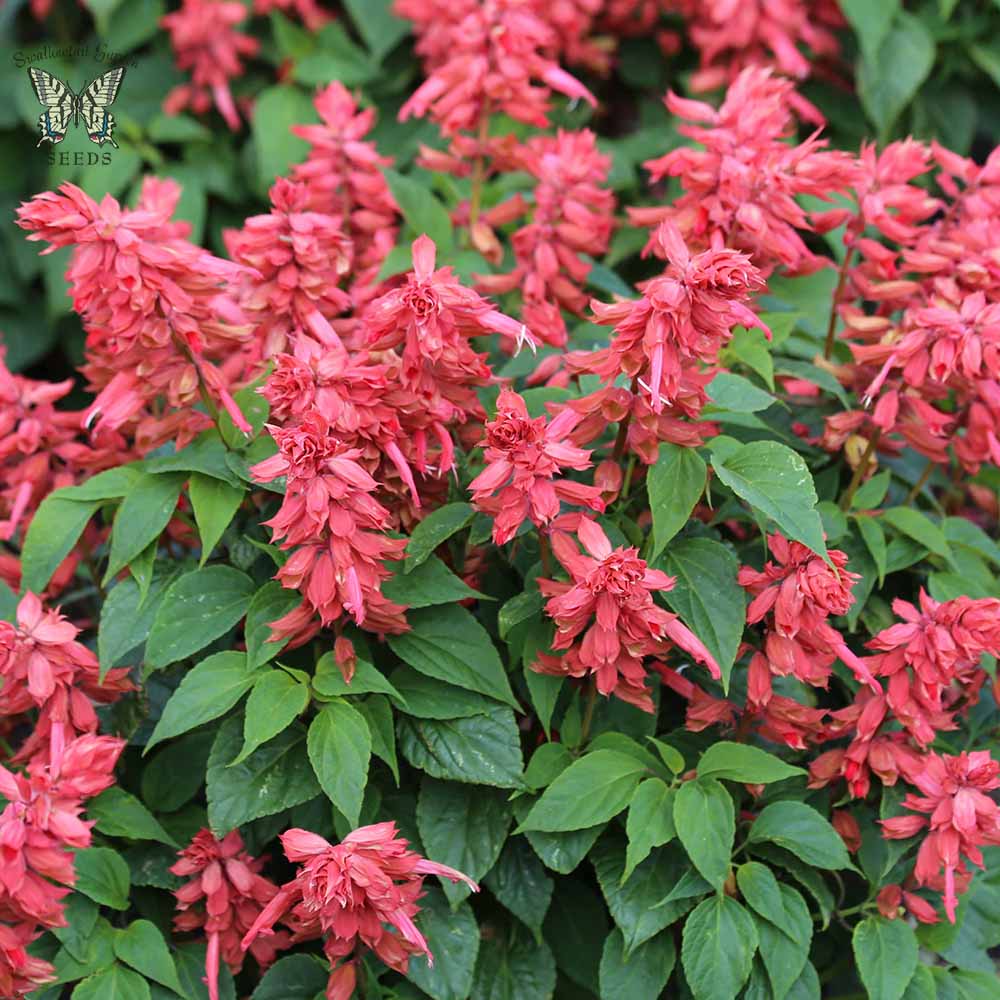Salvia Seeds - All In One For Home Gardens