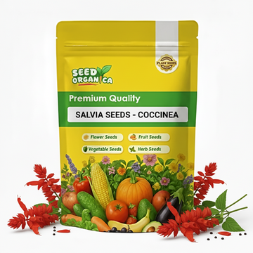 Salvia Seeds – Coccinea