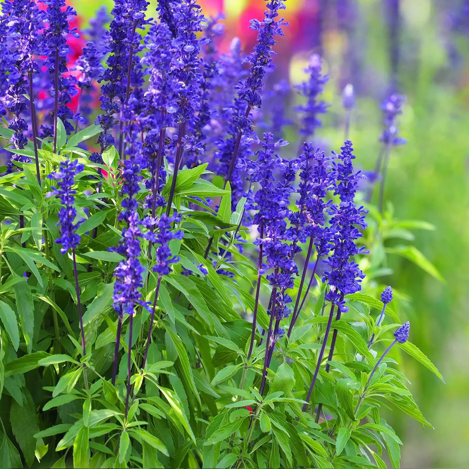 Salvia Seeds – Farinacea Deep Blue