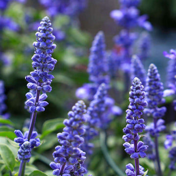 Salvia Seeds – Farinacea Deep Blue