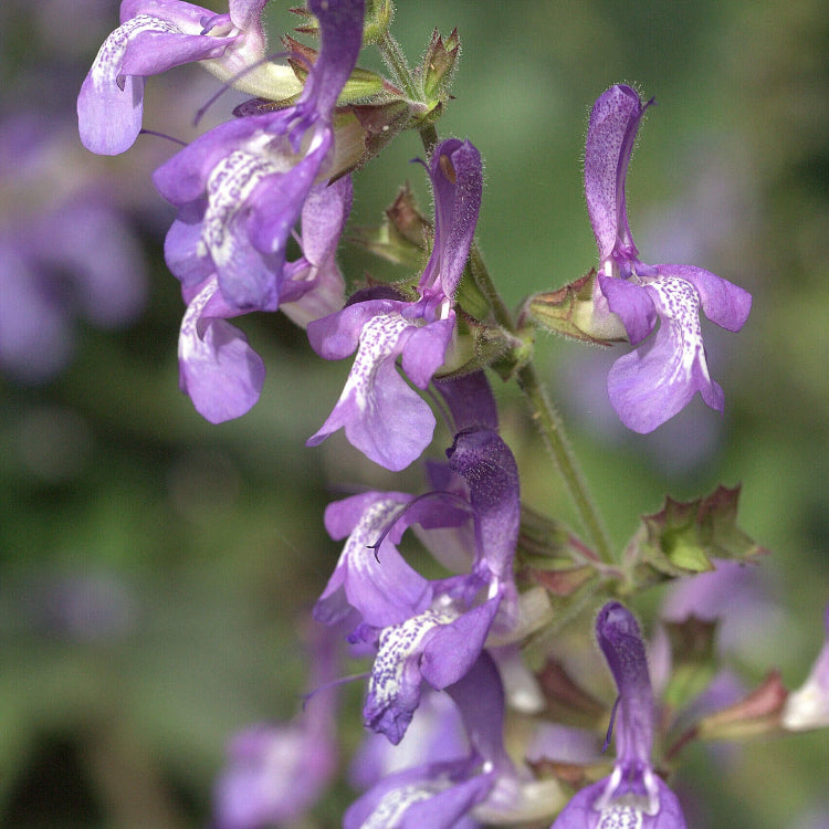 Salvia Seeds – Forskaohlei