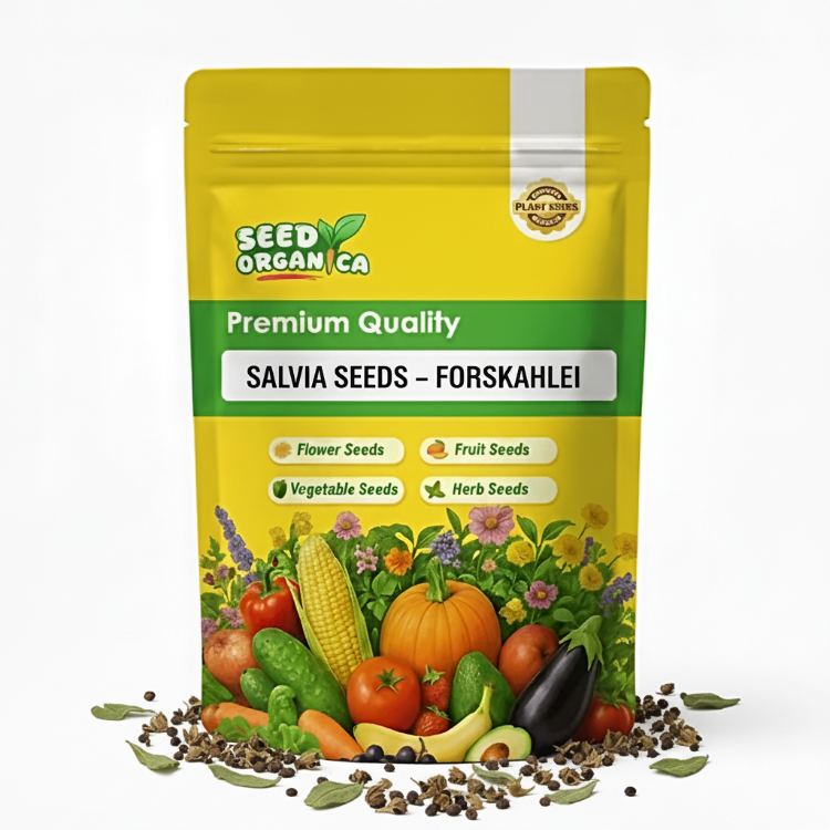 Salvia Seeds – Forskaohlei