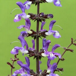 Salvia Seeds – Forskaohlei