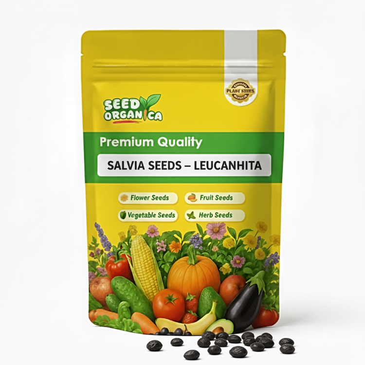 Salvia Seeds – Leucantha