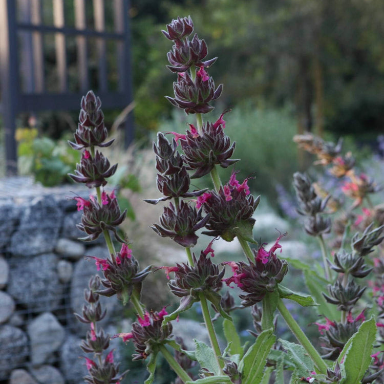 Salvia Spathacea Hummingbird Sage Seeds