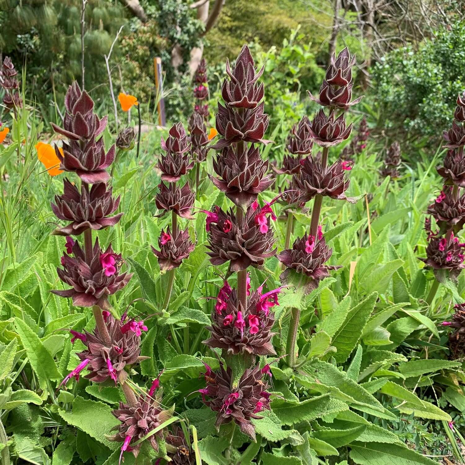 Salvia Spathacea Hummingbird Sage Seeds