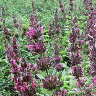 Salvia Spathacea Hummingbird Sage Seeds