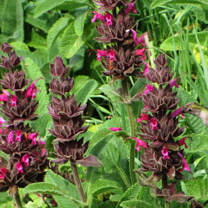 Salvia Spathacea Hummingbird Sage Seeds