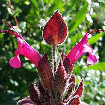 Salvia Spathacea Sage Seeds