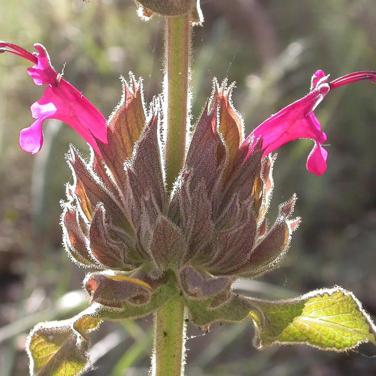 Salvia Spathacea Sage Seeds