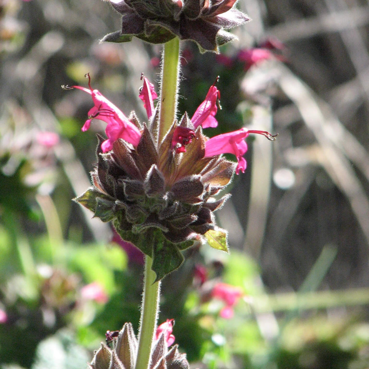 Salvia Spathacea Sage Seeds