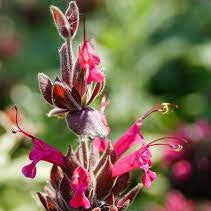 Salvia Spathacea Sage Seeds