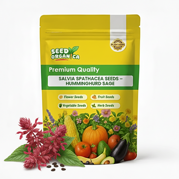 Salvia Spathacea Seeds – Hummingbird Sage
