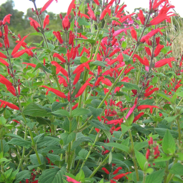 Salvia elegans Seeds - Herbal Plant
