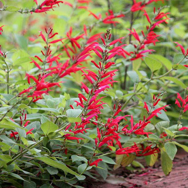Salvia elegans Seeds - Herbal Plant