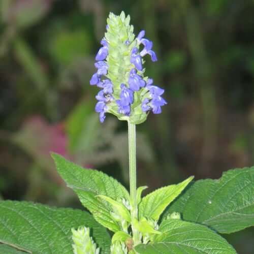 Salvia hispanica Chia Seeds