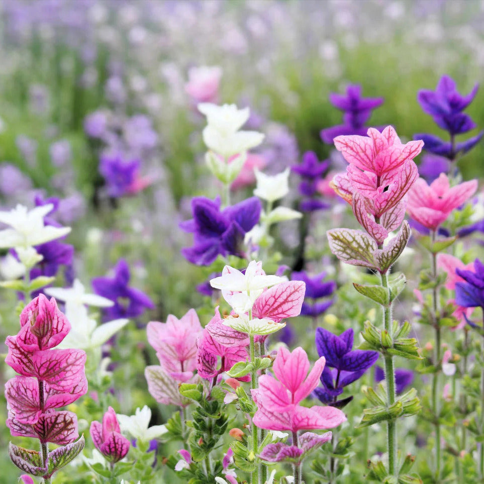 Salvia viridis horminum Clary Sage Seeds 