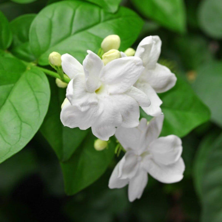 Sambac Jasmine Seeds