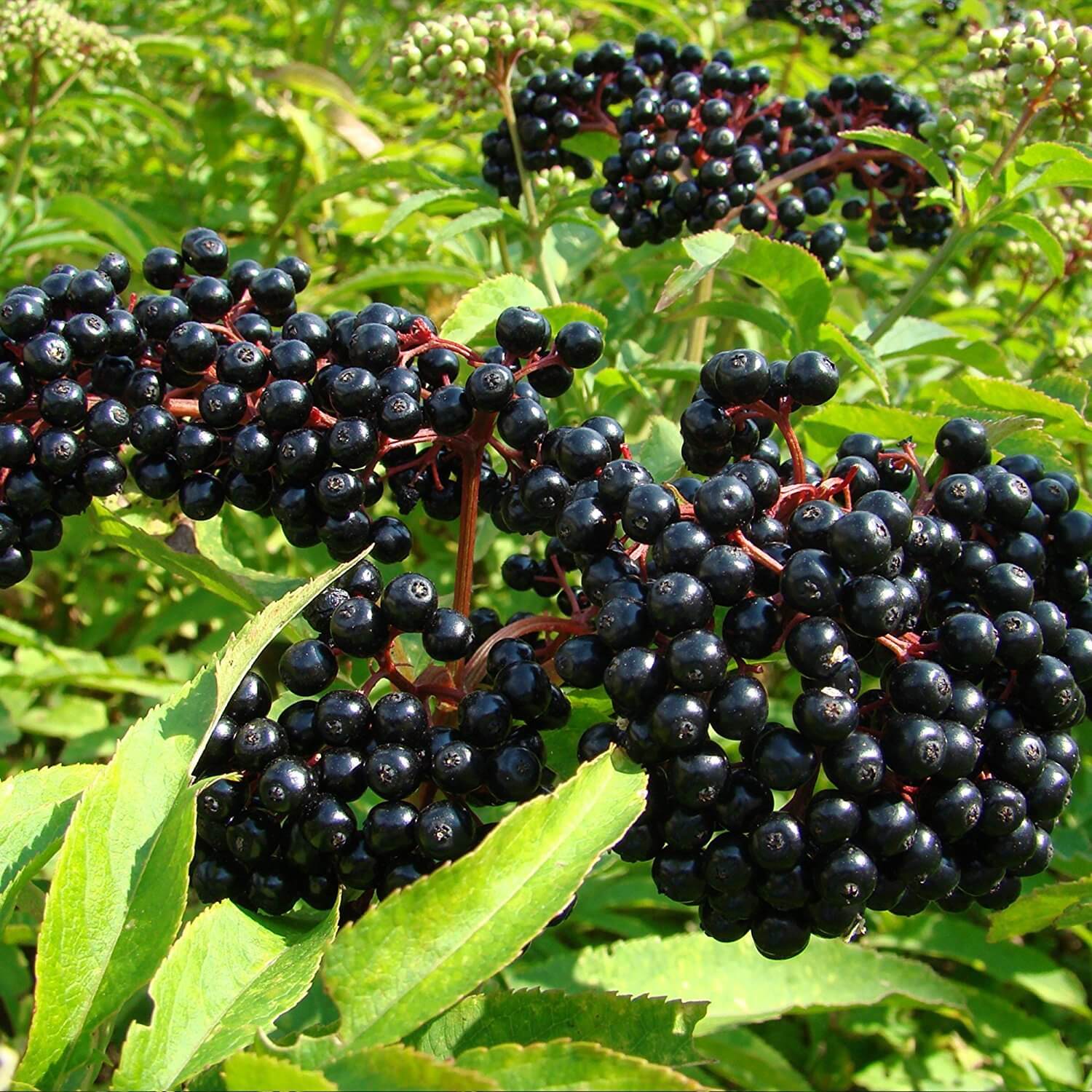 Sambucus nigra Elderberry Seeds