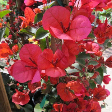 San Diego Red Bougainvillea Seeds - Flower Plant