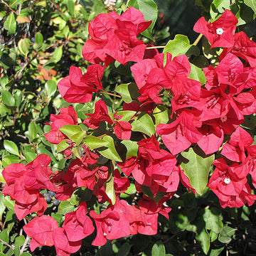 San Diego Red Bougainvillea Seeds - Flower Plant