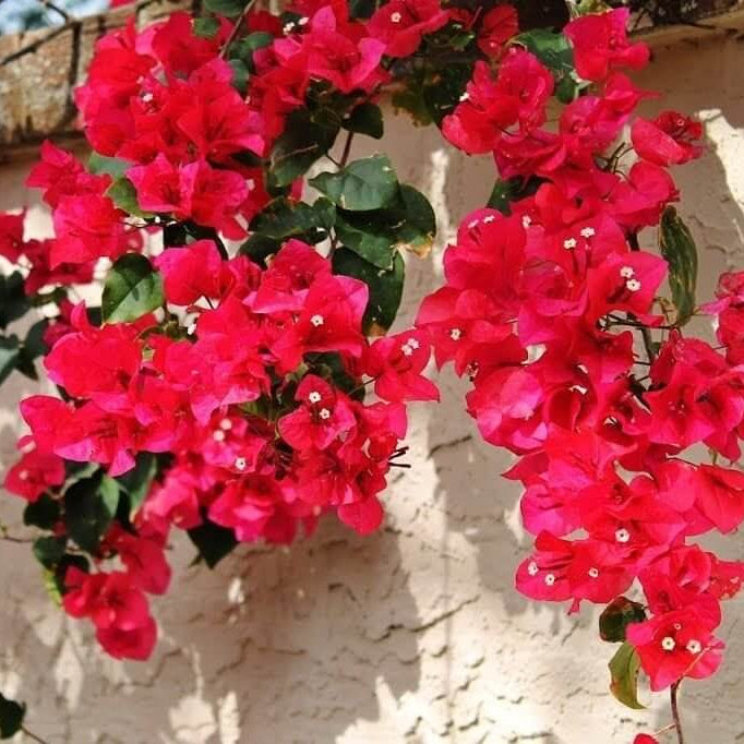 San Diego Red Bougainvillea Seeds - Flower Plant