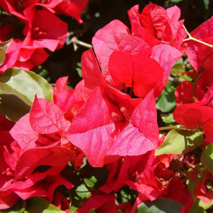 San Diego Red Bougainvillea Seeds - Flower Plant