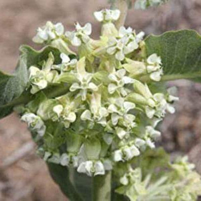 Sand Milkweed Asclepias Arenaria Seeds 