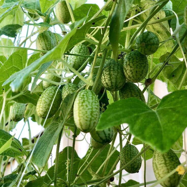 Sandita Seeds