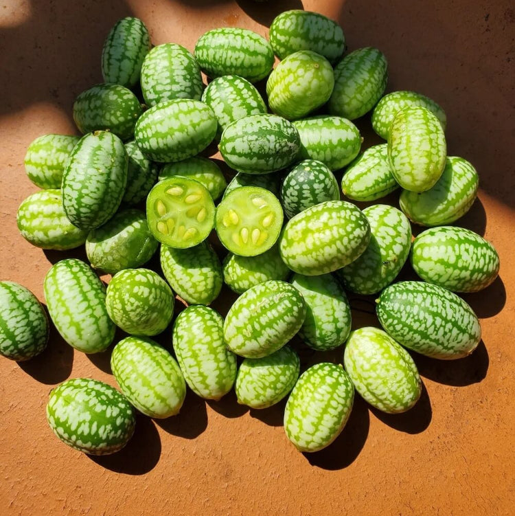 Sandita Seeds