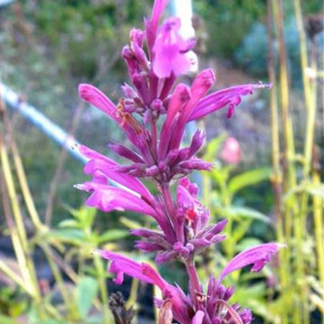 Sangria Mexican Giant Hyssop Seeds - Herbal Plant