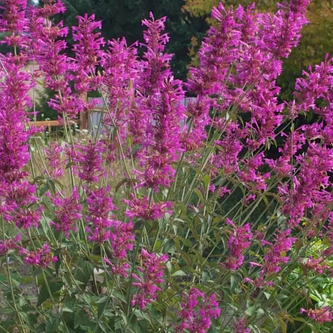 Sangria Mexican Giant Hyssop Seeds - Herbal Plant