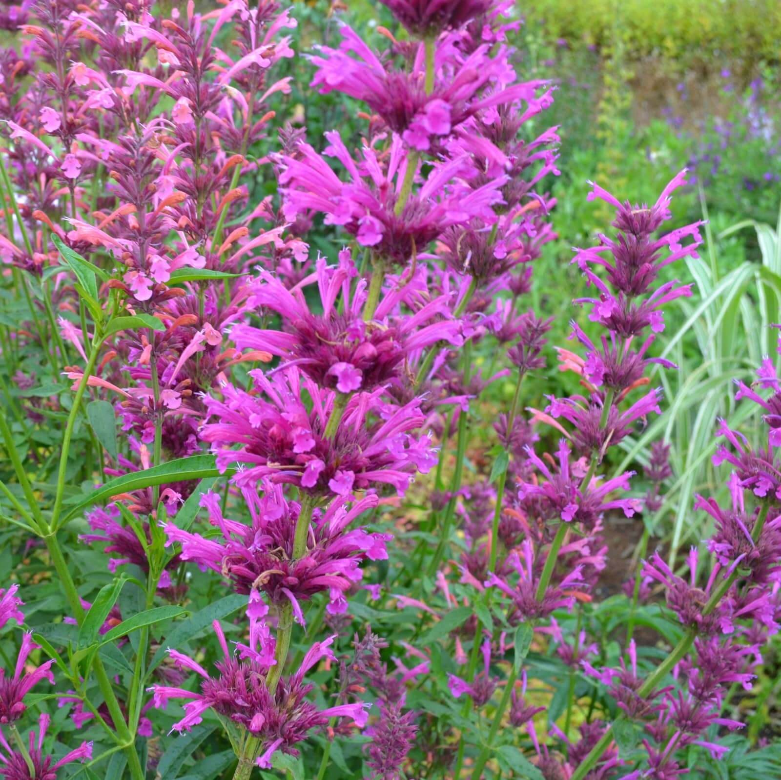 Sangria Mexican Giant Hyssop Seeds - Herbal Plant