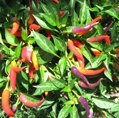 Sangria Pepper Seeds