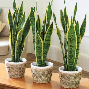 Sansevieria Seeds - Flower Plant for Home Gardens