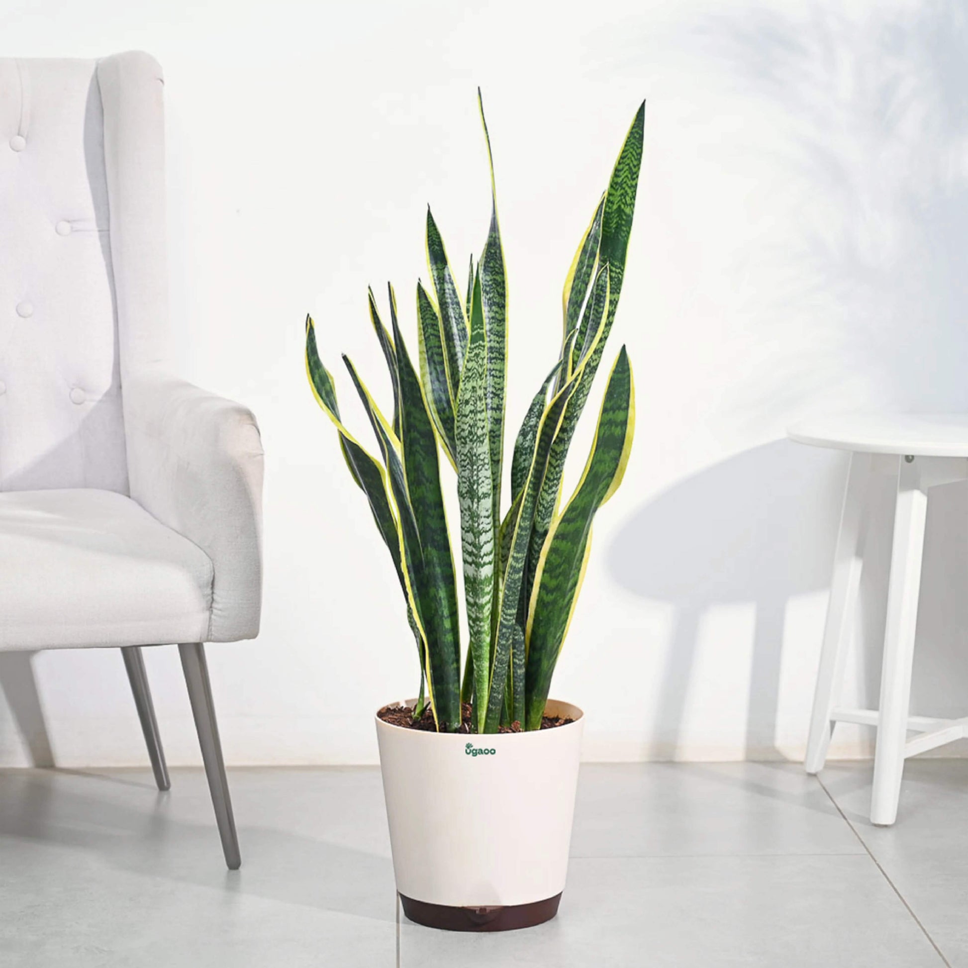 Sansevieria Seeds - Flower Plant for Home Gardens