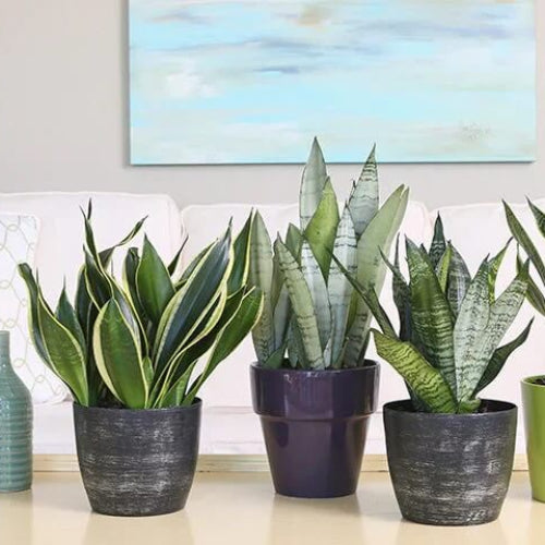 Sansevieria Trifasciata Seeds