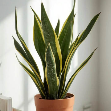 Sansevieria Trifasciata Seeds