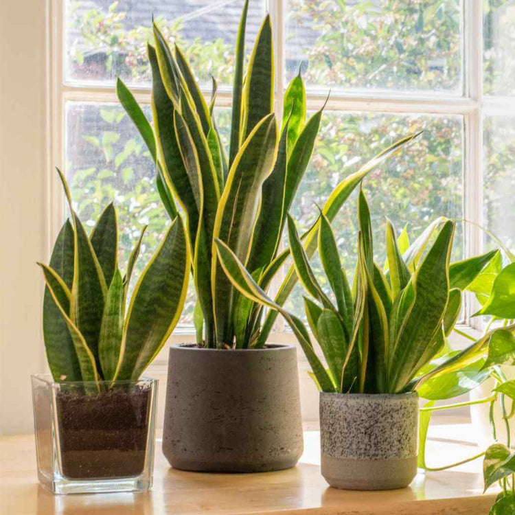 Sansevieria Trifasciata Seeds
