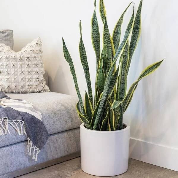 Sansevieria Trifasciata Seeds