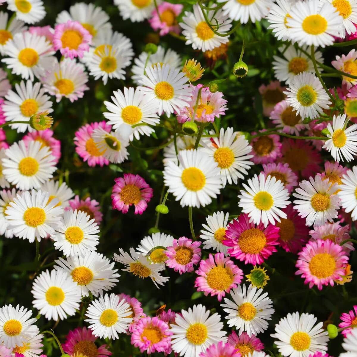 Santa Barbara Daisy Seeds
