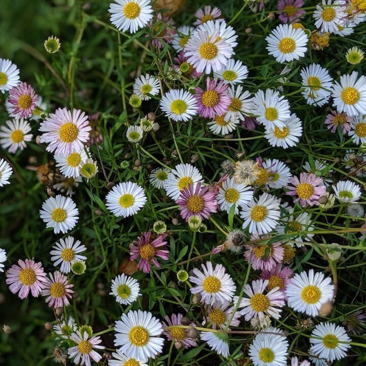 Santa Barbara Daisy Seeds