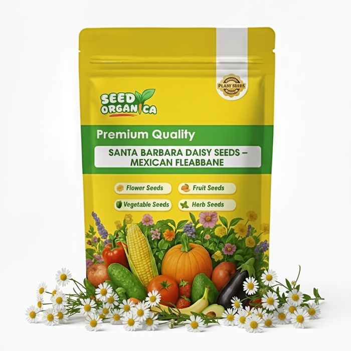 Santa Barbara Daisy Seeds – Mexican fleabane