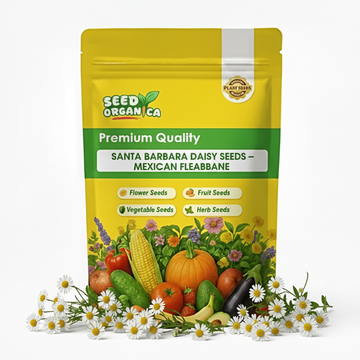 Santa Barbara Daisy Seeds – Mexican fleabane
