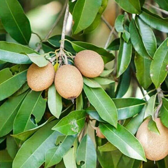 Sapote Seeds - Fruit Plant for Home Gardens