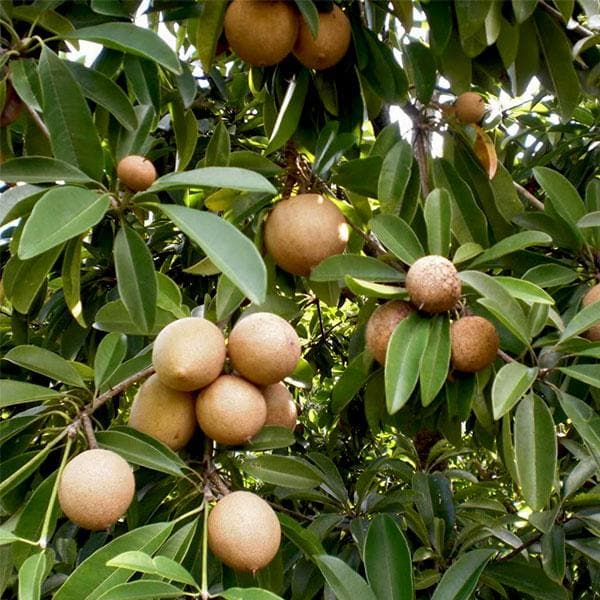 Sapote Seeds - Fruit Plant for Home Gardens